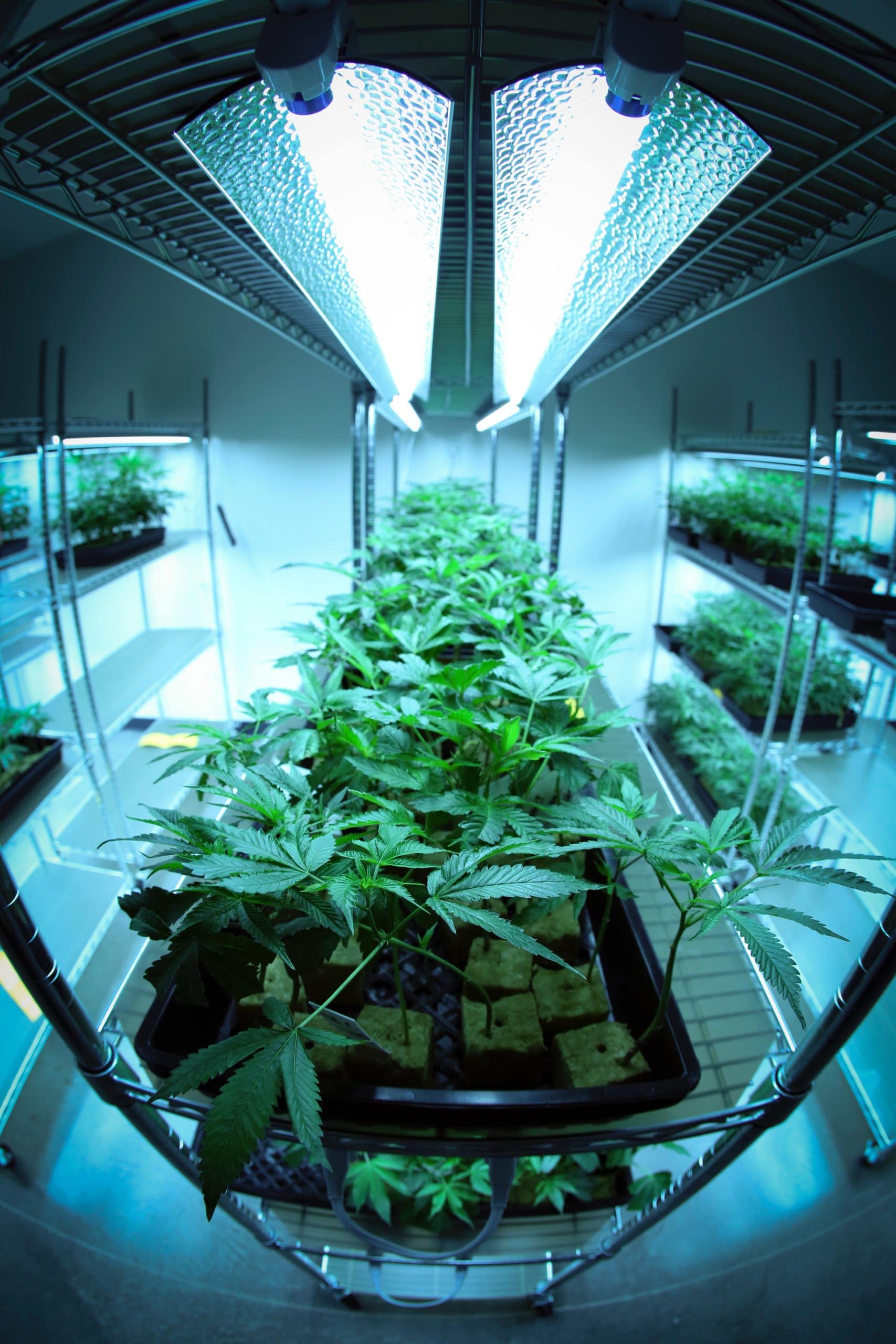 Cannabis, Hemp and the Evergreen Promise of Bankruptcy