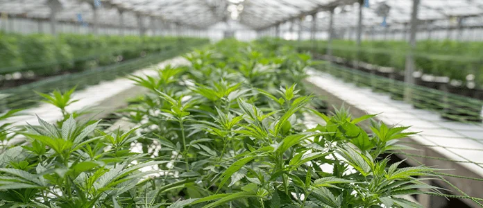 Industry Standards Emerge As Cannabis Enters the Mainstream
