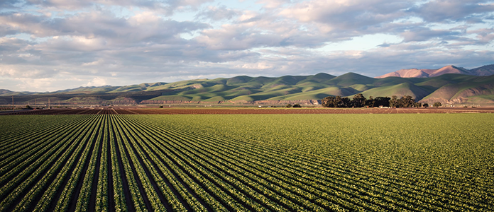 California Drops Cannabis Cultivation Tax, Aims to Bolster Licensed Market